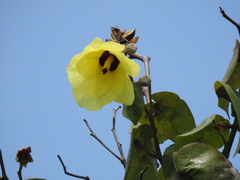 Hibiscus tiliaceus tiliaceus