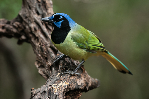Green Jay