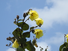Hibiscus tiliaceus tiliaceus