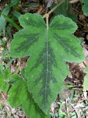 Rubus reflexus hui