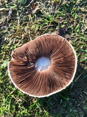 Agaricus campestris