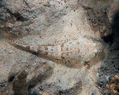 Fringelip Flathead photo 2