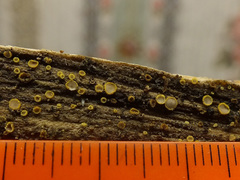 Belonidium sulphureum image