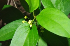 Secamone parvifolia