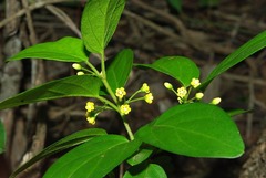 Secamone parvifolia