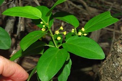Secamone parvifolia