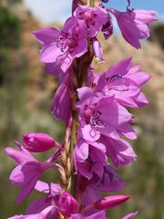 Watsonia marginata