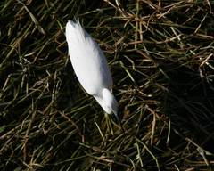 Egretta garzetta
