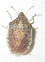 Humria bimaculicollis