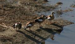 Alopochen aegyptiaca