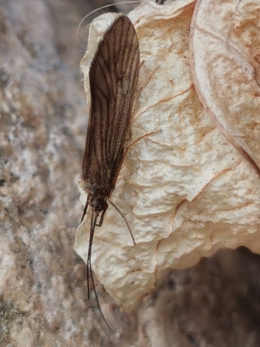 Small Red Sedge, photo 5 of 10