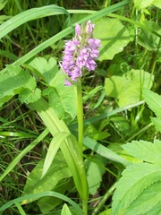 Dactylorhiza sibirica