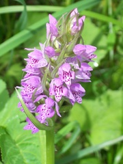 Dactylorhiza sibirica