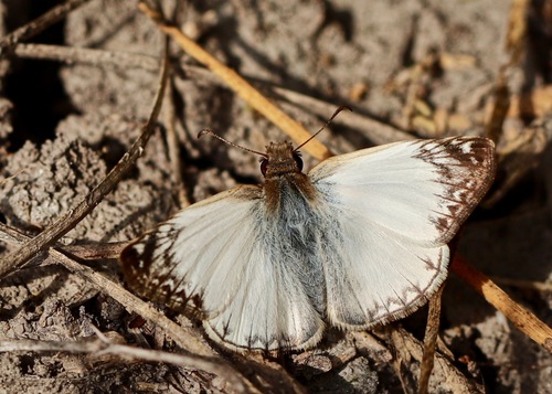 Laviana White-Skipper