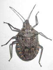 Peltasticus punctatus