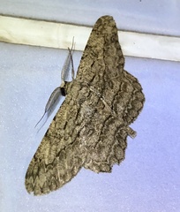 Hypomecis transcissa