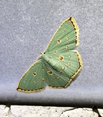Comostola meritaria