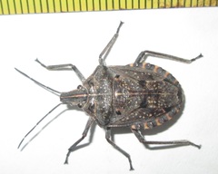 Peltasticus punctatus