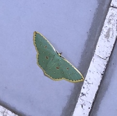 Comostola meritaria