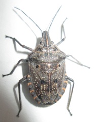 Peltasticus punctatus