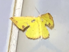 Corymica arnearia