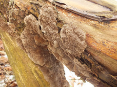 Cerrena unicolor image