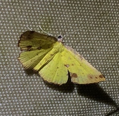 Corymica arnearia