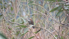 Pomatorhinus musicus