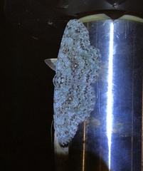 Ophthalmitis herbidaria