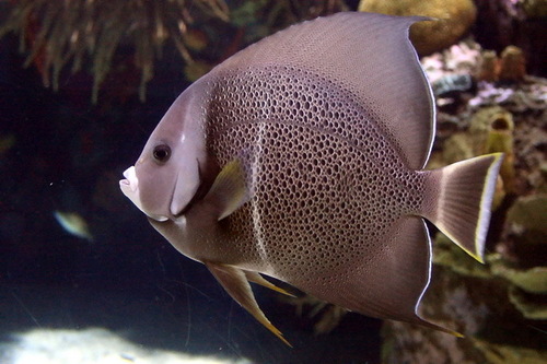 Grey Angelfish