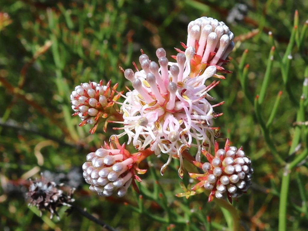 Cederberg spiderhead