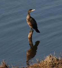 Phalacrocorax carbo