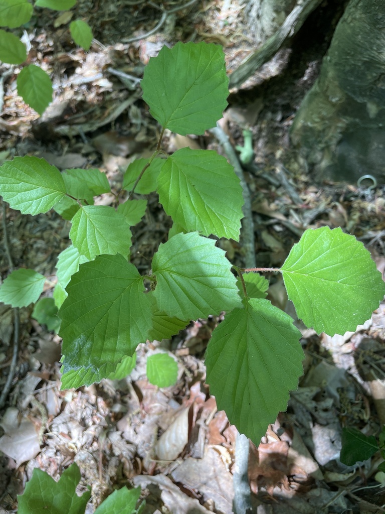 southern arrowwood from Sharpless Rd, Hockessin, DE, US on May 21, 2023 at 1144 AM by Suzanne