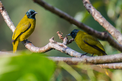 Brachypodius melanocephalos