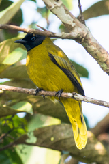 Brachypodius melanocephalos