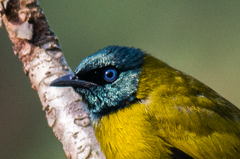 Brachypodius melanocephalos