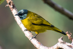 Brachypodius melanocephalos