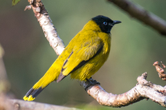 Brachypodius melanocephalos