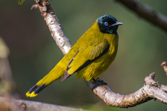 Brachypodius melanocephalos