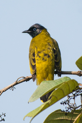 Brachypodius melanocephalos