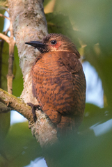 Micropternus brachyurus