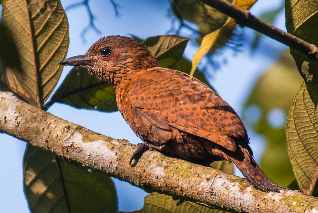 Rufous Woodpecker photo