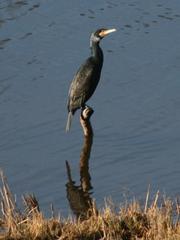 Phalacrocorax carbo