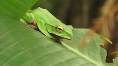 Zhangixalus prasinatus