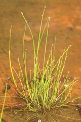 Eleocharis ovata