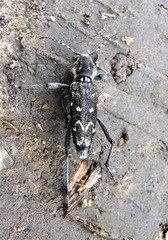 Xylotrechus rusticus