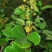 Searsia rehmanniana - Photo (c) Linda Loffler, algunos derechos reservados (CC BY-NC), subido por Linda Loffler