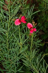 Indigofera hedyantha