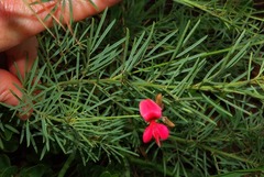 Indigofera hedyantha