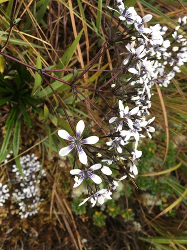 Gentianella androsacea